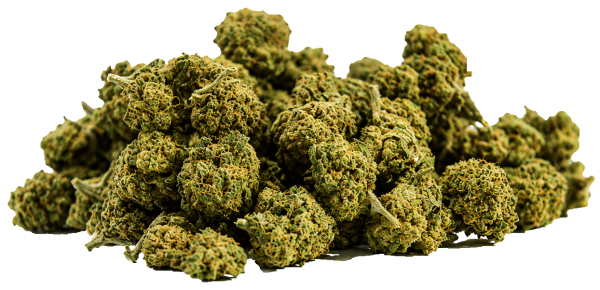 Minibud Gorilla