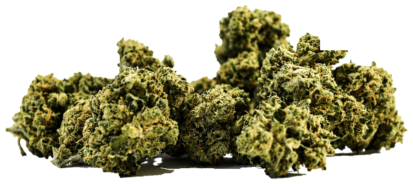 Minibud White Widow