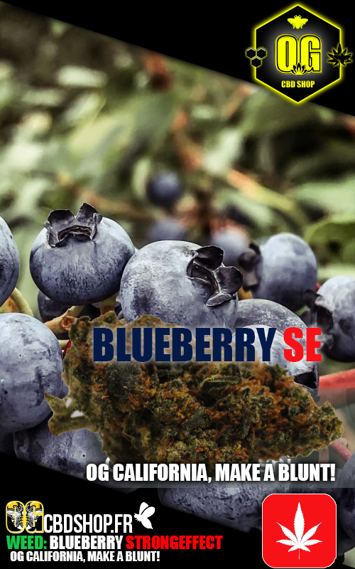 BLUEBERRY 🧨