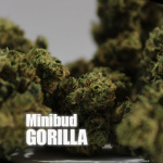 MINIBUD GORILLA