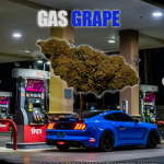 GAS GRAPE 🍇⛽