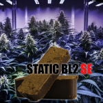 ♟STATIC BL2 🧨💣💥