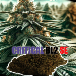 🌠 CRITICAL BL2 🧨💣💥