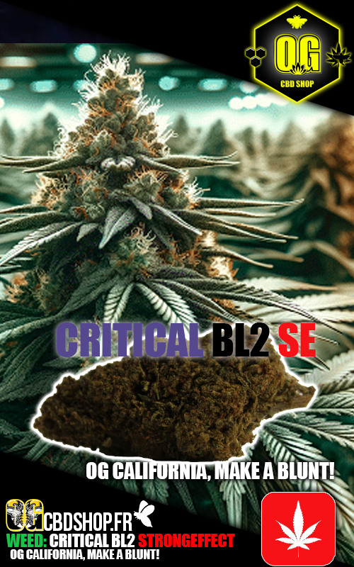 🌠 CRITICAL BL2 🧨💣💥