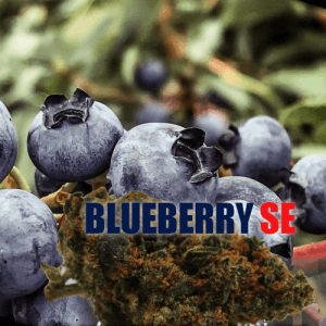 Blueberry Revuelto - Fleur CBD Puissant