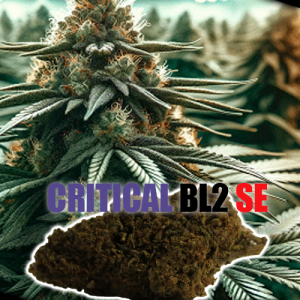 Critical BL2