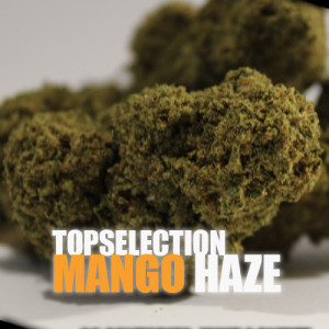 Mango Haze