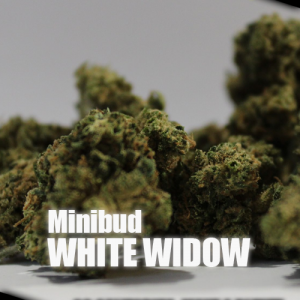 Minibud White Widow